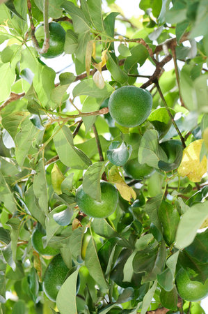 Raw avocado  growing on tree branch with green leaf around