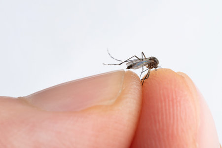 Mosquito in human fingers macro close up view isolated