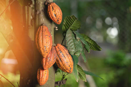 Close up cocoa pods on tree in blurred backgroundの写真素材