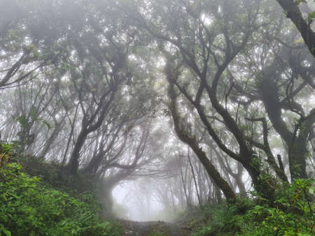 Moody foggy tunnel pathway in park with road in middleの写真素材