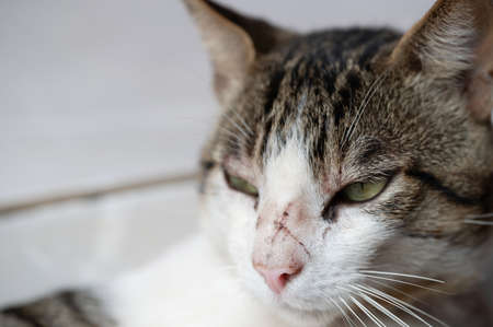 Scratch on nose of cat after fight with other animal on streetの写真素材