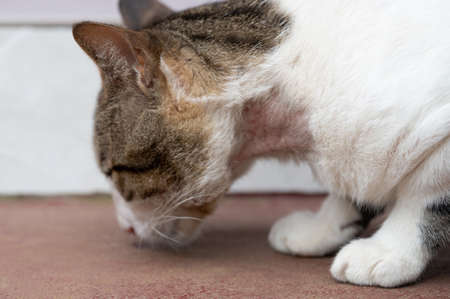 Wound on cat neck. Cat veterinary themeの写真素材