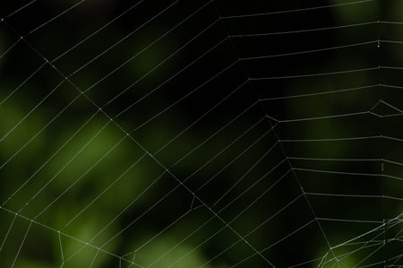 Spider web close up view on blurred natural green backgroundの写真素材