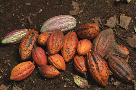 Cacao pod harvest theme. Natural plant cocoa pod backgroundの写真素材