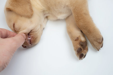 Checking labrador cub teeth close up view. Dog dental themeの写真素材