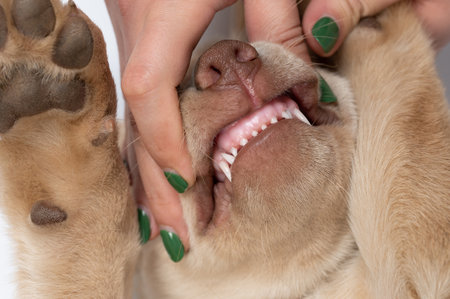 Veterinary dental theme. Cleaning dog teeth macro close up viewの写真素材