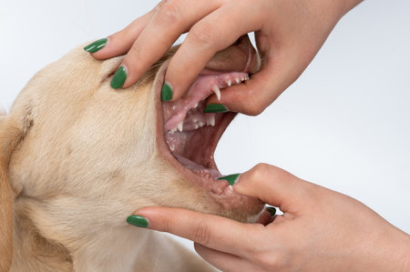 Vet open puppy labrador mouth close up view isolated on studio backgroundの写真素材