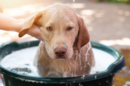 Cute labrador puppy take shower in bath on blurred sunny backgroundの写真素材