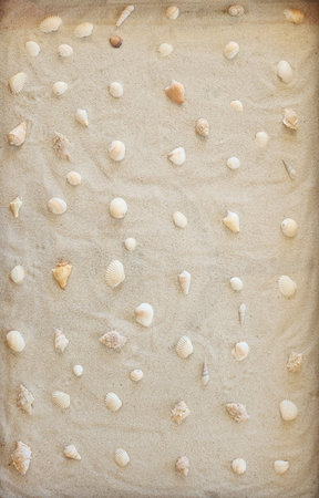 Many different sea shell on beach sand background