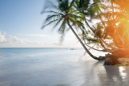 Smooth sea water on Caribbean beach with palm trees on sunset timeの写真素材