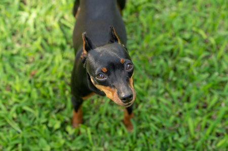 Cute pretty look pincher dog on green blurred grassの写真素材