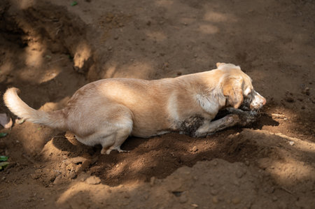 Labrador dog dig hole in mud dust and playing with groundの写真素材