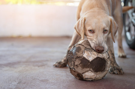 Biting soccer ball labrador dog in playgroundの写真素材