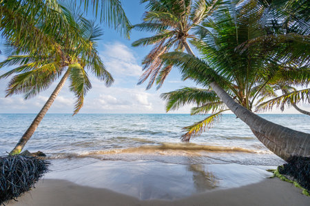 Paradise beach with green palm tree with copy space backgroundの写真素材