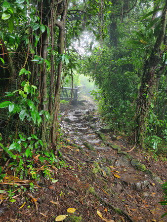 Stone path in jungle hike with wooden handle in wet weather