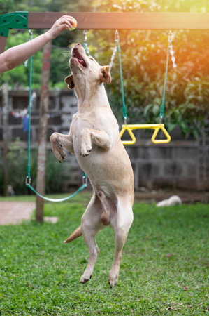 Having fun with labrador dog in park making him jump up to toy
