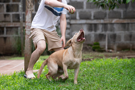 Man play with labrador dog throw tennis ball on garden backgroundの写真素材