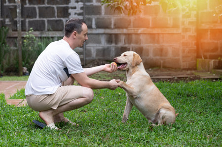 Man hold labrador paw training on home backyardの写真素材