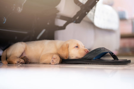 Labrador cub laying on slippers in house living roomの写真素材