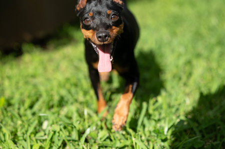 Portrait of pincher dog on blurred grass background