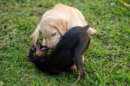 Two fighting dogs on green grass outdoor background close up viewの写真素材