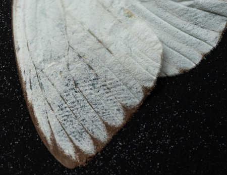 White damaged butterfly wing texture macro close up viewの写真素材