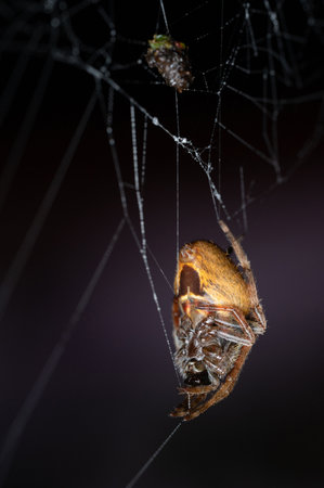 Hairy spider catch in web insect macro close up viewの写真素材