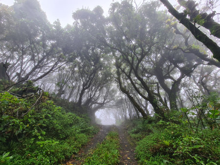 Moody foggy forest with road in middle. Empty countryside  roadの写真素材
