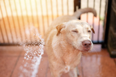 Labrador dog with closed eyes portrait to avoid water from hoseの写真素材