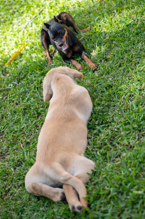 Laying on green grass two dogs while playing outside