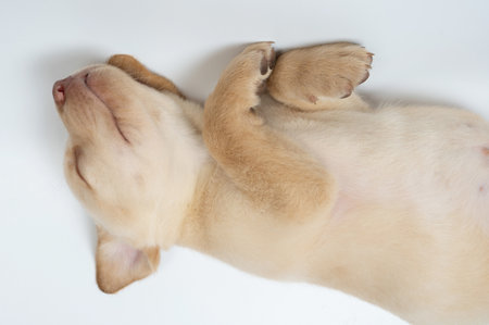 Cute sleeping labrador cub upside down with crossed pawsの写真素材