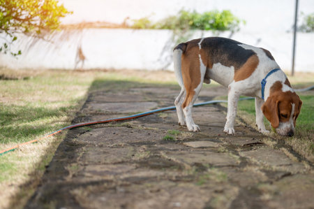 Playing with beagle dog in patio with ball on bright sunny dayの写真素材