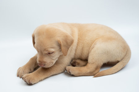 Resting labrador puppy sitting side view on white studio background isolatedの写真素材