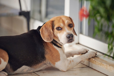 Lonely beagle dog sitting next to door portrait
