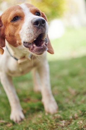 Close up of barking beagle dog on blurred sunny backgroundの写真素材