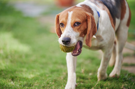 Portrait of playful beagle dog on green grass backgroundの写真素材