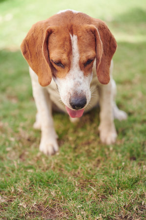 Sitting on grass beagle dog above front viewの写真素材