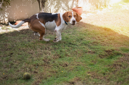 Funny beagle dog run on patio grass close up viewの写真素材