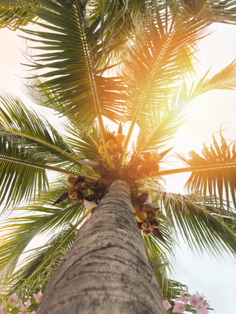 Tropical palm tree on sunny sky backgroundの写真素材