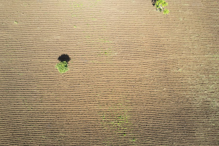 Brown agricultural cultivated field aerial above top drone viewの写真素材
