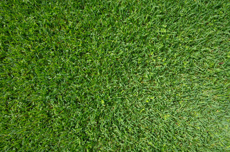 Fluffy green grass lawn background background macro close up above top viewの写真素材