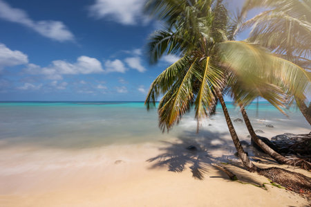 Caribbean destination theme. Sunny empty celan beach with palm treeの写真素材