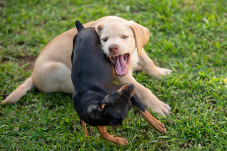 Two active dog on grass play fight with each otherの写真素材