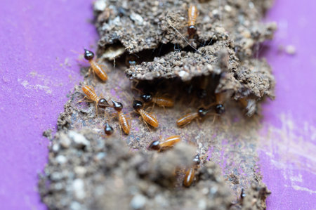 Pets insect termite theme. Damaging roof by termite bugsの写真素材