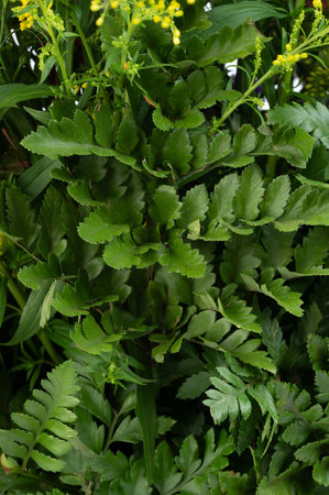 Flower green leafs pattern background macro close up view