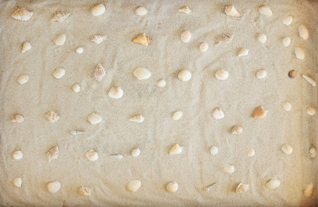 Shells on brown beach sand background above top viewの写真素材