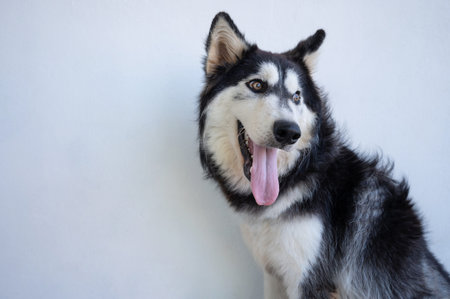 Husky dog with open mouth and tongue out