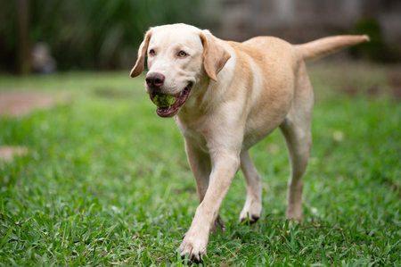 Portrait of labrador brown dog with tennis ball in mouth
