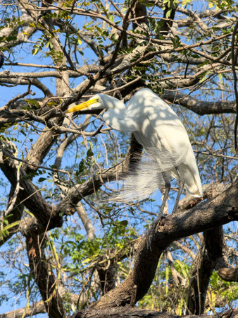 White lake bird sit on tree branch on sunset lightの写真素材