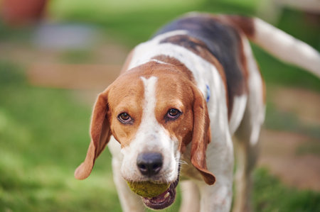 Portrait of beagle dog with ball in mouth on meadow backgroundの写真素材